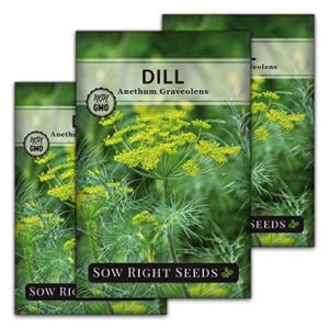 Sow Right Seeds – Dill Seed for Planting — All Non-GMO Heirloom Dill Seeds with Full Instructions for Easy Planting and Growing Your Kitchen Herb Garden, Indoor or Outdoor; Great Gift (3 Packets)