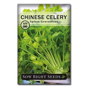 Sow Right Seeds – Chinese Celery Seeds for Planting; 400 Non-GMO Heirloom Seeds per Packet with Instructions to Plant and Grow a Kitchen Herb Garden, Indoors or Outdoor; Gardening Gift