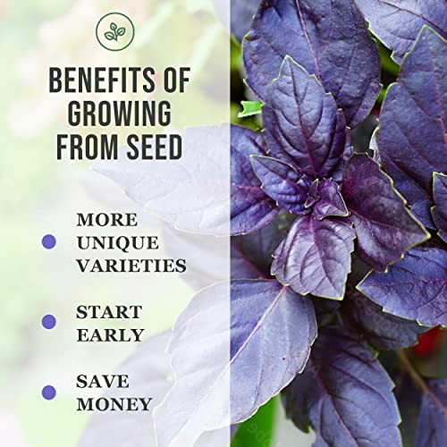 Sow Right Seeds – Genovese Sweet Basil Seed for Planting – Non-GMO Heirloom Seeds to Plant – Instructions to Grow a Kitchen Herb Garden, Indoors or Outdoor; Great Gardening Gift (2) | The Storepaperoomates Retail Market - Fast Affordable Shopping