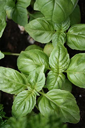 Sow Right Seeds – Genovese Sweet Basil Seed for Planting – Non-GMO Heirloom Seeds to Plant – Instructions to Grow a Kitchen Herb Garden, Indoors or Outdoor; Great Gardening Gift (2) | The Storepaperoomates Retail Market - Fast Affordable Shopping