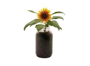 Back to the Roots Sunflower Organic Windowsill Planter Kit – Grows Year Round, Includes Everything Needed for Planting