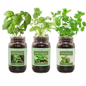 Environet Herb Gift Set, Mason Jar Herb Garden Starter Kit Indoor, Includes 3 Mason Jar, 9 Coco Coir Planting Wafers and 3 Kinds of Heirloom Organic Seeds (Basil, Cilantro, Mint)