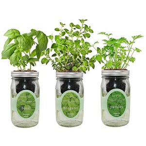 Environet Hydroponic Herb Growing Kit Set, Self-Watering Mason Jar Herb Garden Starter Kit Indoor, Window Herb Garden, Grow Your Own Herbs from Organic Seeds (Basil, Parsley and Oregano)