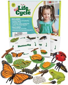 GLINGLONG Life Cycle Kit Toy Montessori – Realistic Figurine Toys, Kids Figure Animal Match Set with Frog, Ladybug & Butterfly – Includes 12-Piece. Educational & Fun Matching Game for Children 3+