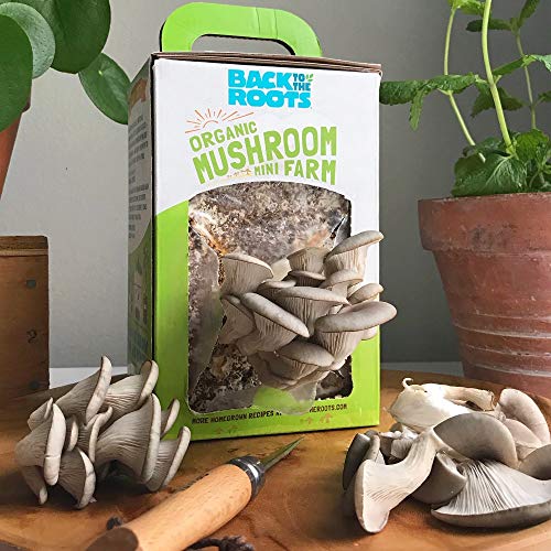 Back to the Roots Organic Mini Mushroom Grow Kit, Harvest Gourmet Oyster Mushrooms In 10 days, Top Gardening Gift, Holiday Gift, & Unique Gift | The Storepaperoomates Retail Market - Fast Affordable Shopping