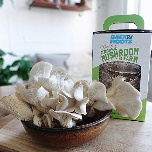 Back to the Roots Organic Mini Mushroom Grow Kit, Harvest Gourmet Oyster Mushrooms In 10 days, Top Gardening Gift, Holiday Gift, & Unique Gift | The Storepaperoomates Retail Market - Fast Affordable Shopping