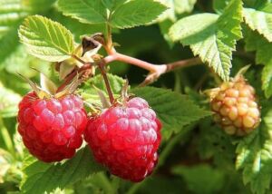 Hydroponic Heirloom Raspberry Seeds for Indoor Garden Planting | 300 Seeds Packet | Raspberry Seeds for Planting