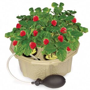 Homegrown Hydroponic Strawberry Kit | Grow Your Own Succulent Strawberries