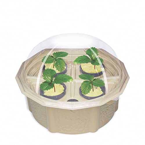 Homegrown Hydroponic Strawberry Kit | Grow Your Own Succulent Strawberries | The Storepaperoomates Retail Market - Fast Affordable Shopping