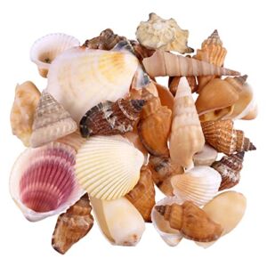 Ashland 12 Pack: Natural Mixed Shells