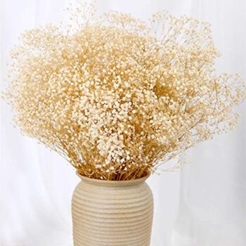Dried Babys Breath Flowers Bouquet-17 Inch 1800+ Ivory White Dry Flowers, Natural Gypsophila Branches for Wedding, Table Vase Decor, DIY Wreath Floral, Home Office Party Garden Decoration (3oz) | The Storepaperoomates Retail Market - Fast Affordable Shopping