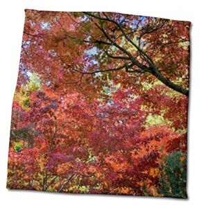 3dRose Oregon, Ashland. Lithia Park maple, chestnut trees – US38 BJA0618 -. – Towels (twl-93652-3)