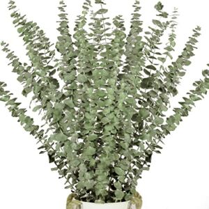 16 Pcs Dried Eucalyptus Plant Stems for Shower, 17″ Real Eucalyptus Branches, 100% Natural Eucalyptus Leaves, Dried Greenery for Arrangement Wedding, Home, Party, Office Decor, air Purification