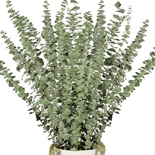 16 Pcs Dried Eucalyptus Plant Stems for Shower, 17″ Real Eucalyptus Branches, 100% Natural Eucalyptus Leaves, Dried Greenery for Arrangement Wedding, Home, Party, Office Decor, air Purification | The Storepaperoomates Retail Market - Fast Affordable Shopping