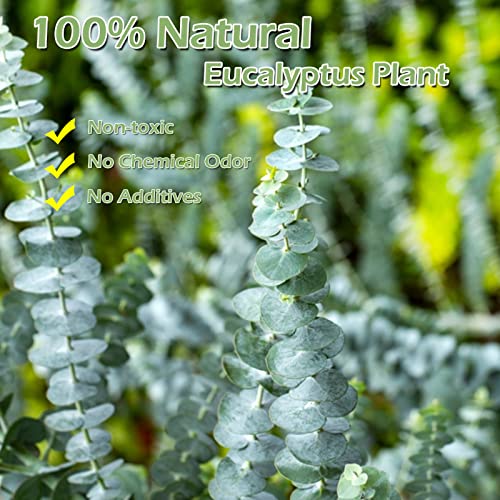 16 Pcs Dried Eucalyptus Plant Stems for Shower, 17″ Real Eucalyptus Branches, 100% Natural Eucalyptus Leaves, Dried Greenery for Arrangement Wedding, Home, Party, Office Decor, air Purification | The Storepaperoomates Retail Market - Fast Affordable Shopping