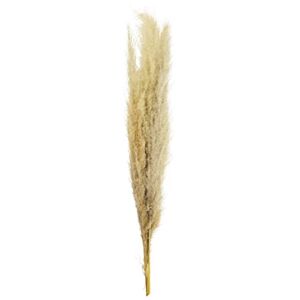 6 Pack: Natural Brown Pampas Bunch by Ashland®