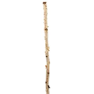 8 Pack: Natural River Birch Branch by Ashland®