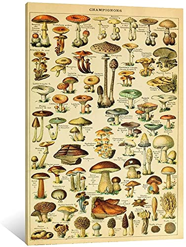 Vintage Botanical Mushroom Poster Canvas Print Wall Art Modern Classroom Kitchen Bedroom Room Aesthetics Decoration Boys Women Gift Unframed and Framed (16×24inch-No Framed) | The Storepaperoomates Retail Market - Fast Affordable Shopping