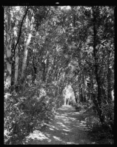 HistoricalFindings Photo: Hickory Hill,Gardens,Trails,Trees,Ashland,Virginia,VA,Architecture,South,1935 1