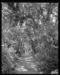 HistoricalFindings Photo: Hickory Hill,Trails,Paths,Trees,Ashland,Virginia,VA,Architecture,South,1935
