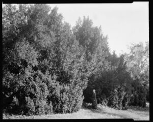 HistoricalFindings Photo: Hickory Hill,Gardens,Plants,Trees,Ashland,Virginia,VA,Architecture,South,1935