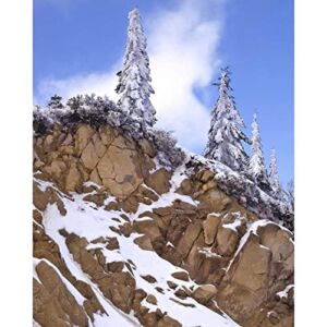 ArtDirect Oregon, Mt Ashland Evergreens Covered with Snow 8×10 UnFramed Art Print Poster Ready for Framing by Terrill, Steve