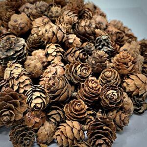BANBERRY DESIGNS Natural Brown Pinecones – Approximately 750 Pieces (1 lb. Bag) Assorted Sized Pine Cones – DIY Craft Pieces