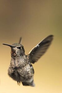 Posterazzi DPI12540512LARGE Hummingbird in Flight, Cascade Siskiyou National Monument Ashland, Oregon, United States of America Framed Print, 24 x 38, Multi