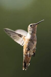 Posterazzi DPI12540507LARGE Hummingbird in Flight, Cascade Siskiyou National Monument Ashland, Oregon, United States of America Framed Print, 24 x 38, Multi