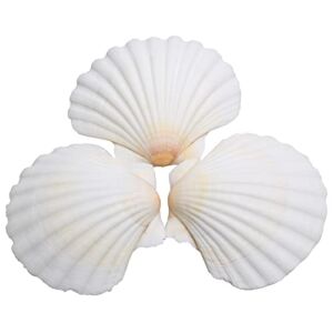 25pcs Scallop Shells for Crafts, 2-3 Inches White Large Natural Seashells for DIY Home Decor, Baking Shells for Serving Food
