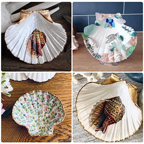 25pcs Scallop Shells for Crafts, 2-3 Inches White Large Natural Seashells for DIY Home Decor, Baking Shells for Serving Food | The Storepaperoomates Retail Market - Fast Affordable Shopping
