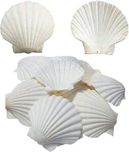 SEAJIAYI 6PCS Scallop Shells for Serving Food,Baking Shells Large Natural White Scallops from Sea Beach for DIY Craft Decor 4-5 Inches