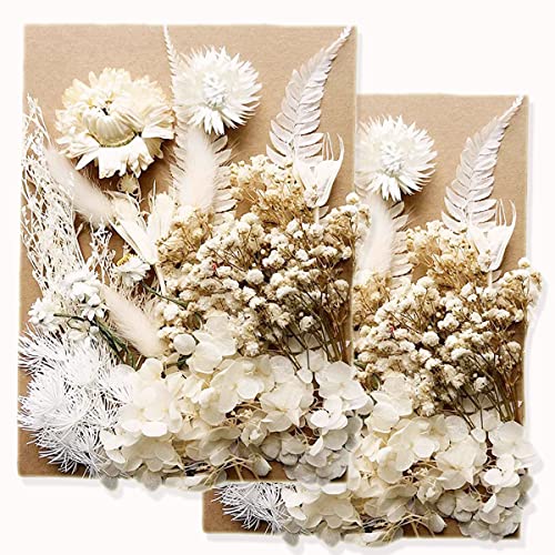 Real Dried Pressed Leaf Flowers Plant Herbarium for Craft Jewelry Making Multiple Colorful Pressed Flowers Daisies for Craft Resin Jewelry Making Art Craft DIY Soap Candle Scrapbooking (White) | The Storepaperoomates Retail Market - Fast Affordable Shopping