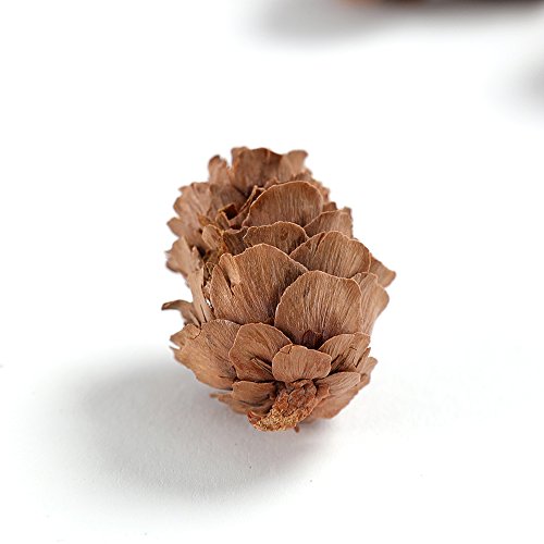 BYHER Pine Cones, Mini Pinecones in Bulk for Crafts, 8OZ, Pack of 110 (Natural) | The Storepaperoomates Retail Market - Fast Affordable Shopping