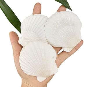 SEAJIAYI 25 pcs Natural Scallop Shells White Sea Shells from Sea Beach for DIY Craft Home Décor(5-8 cm)