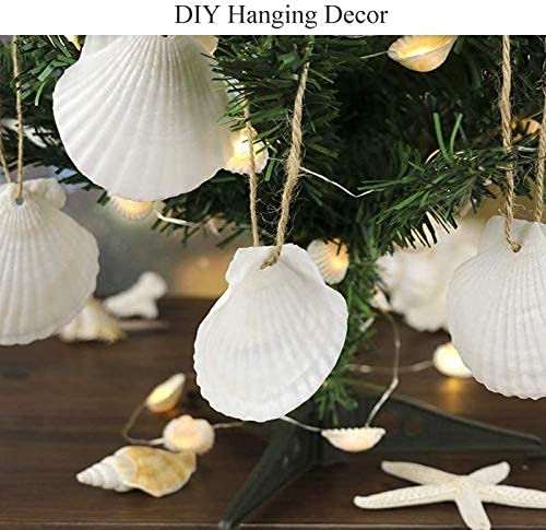 SEAJIAYI 25 pcs Natural Scallop Shells White Sea Shells from Sea Beach for DIY Craft Home Décor(5-8 cm) | The Storepaperoomates Retail Market - Fast Affordable Shopping