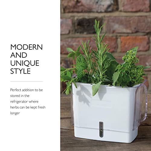 COLE & MASON Fresh Herb Keeper, Container, Clear | The Storepaperoomates Retail Market - Fast Affordable Shopping