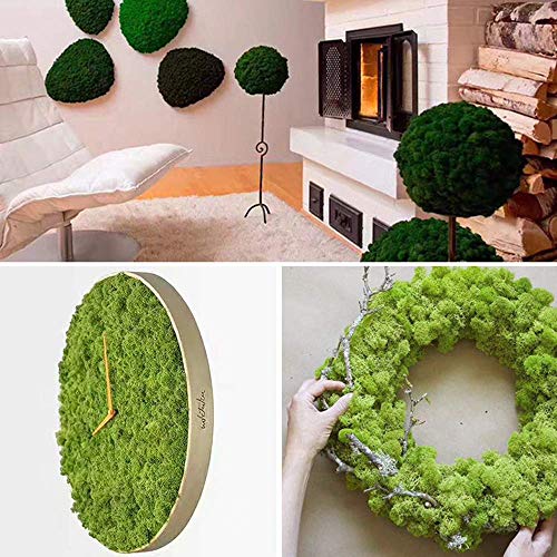 Moss Preserved, Green Moss for Fairy Gardens, Terrariums, Any Craft or Floral Project or Wedding Other Arts (Green, 3OZ) | The Storepaperoomates Retail Market - Fast Affordable Shopping