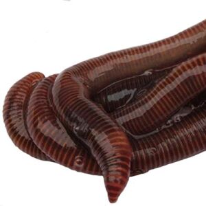 HomeGrownWorms – 250 Live Red Wiggler Composting Worms – Live Delivery Guaranteed – Vermicomposting Garden Red Wrigglers – Eisenia Fetida – Worm Farm