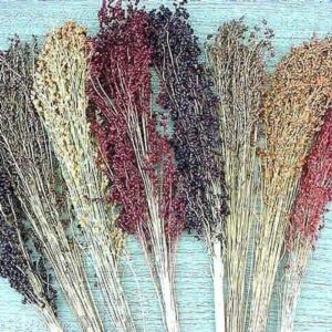 Broom Corn Seed: (LN) Multi Color Broom Corn Seeds Quantity: (LN) 50+ Seed