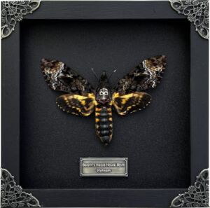 Real Death Head Moth Acherontia Black Frame Skull Butterfly Handmade Shadow Box Insect Frame Unique Taxidermy Taxadermy Collectables Tabletop Wall Art Decoration Artwork Home Decor Living Reading Gallery Bedroom K18-01-DE