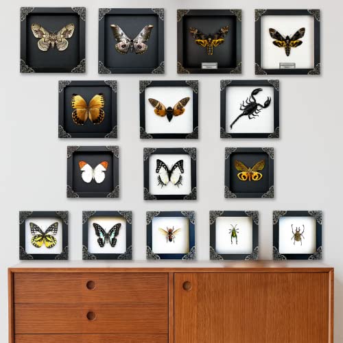 Real Death Head Moth Acherontia Black Frame Skull Butterfly Handmade Shadow Box Insect Frame Unique Taxidermy Taxadermy Collectables Tabletop Wall Art Decoration Artwork Home Decor Living Reading Gallery Bedroom K18-01-DE | The Storepaperoomates Retail Market - Fast Affordable Shopping