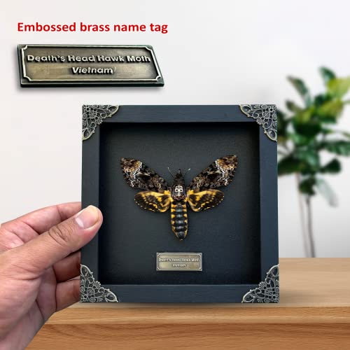 Real Death Head Moth Acherontia Black Frame Skull Butterfly Handmade Shadow Box Insect Frame Unique Taxidermy Taxadermy Collectables Tabletop Wall Art Decoration Artwork Home Decor Living Reading Gallery Bedroom K18-01-DE | The Storepaperoomates Retail Market - Fast Affordable Shopping